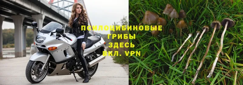 Псилоцибиновые грибы Psilocybe  Лукоянов 